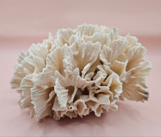 Vintage Rugosa Coral Fossil Decor – Natural White Coral 8"