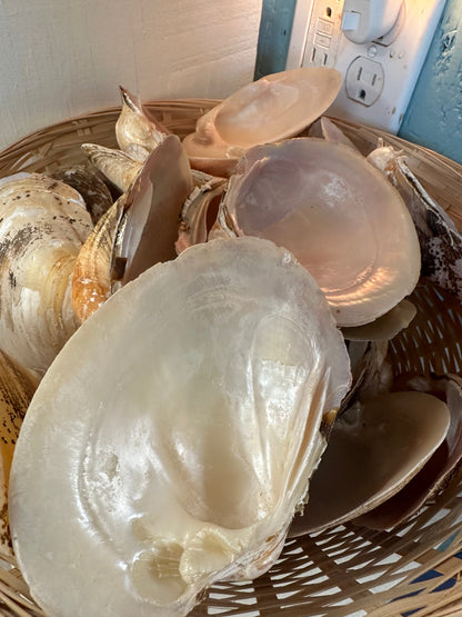 Mexican Pearl River Clam