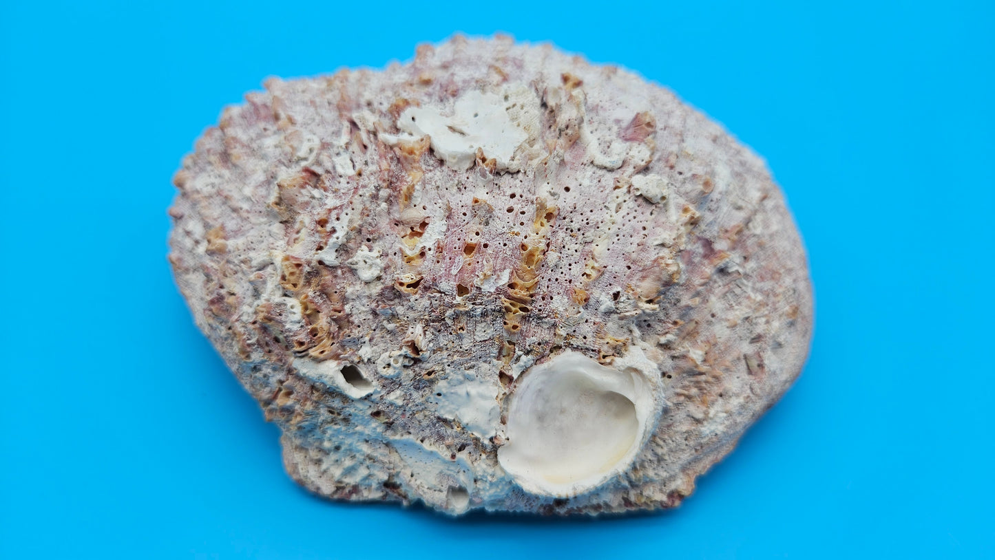 Deformed Giant Rock Scallop | Mutant Freak Coastal Display Shell 5.7" (Crassadoma gigantea)