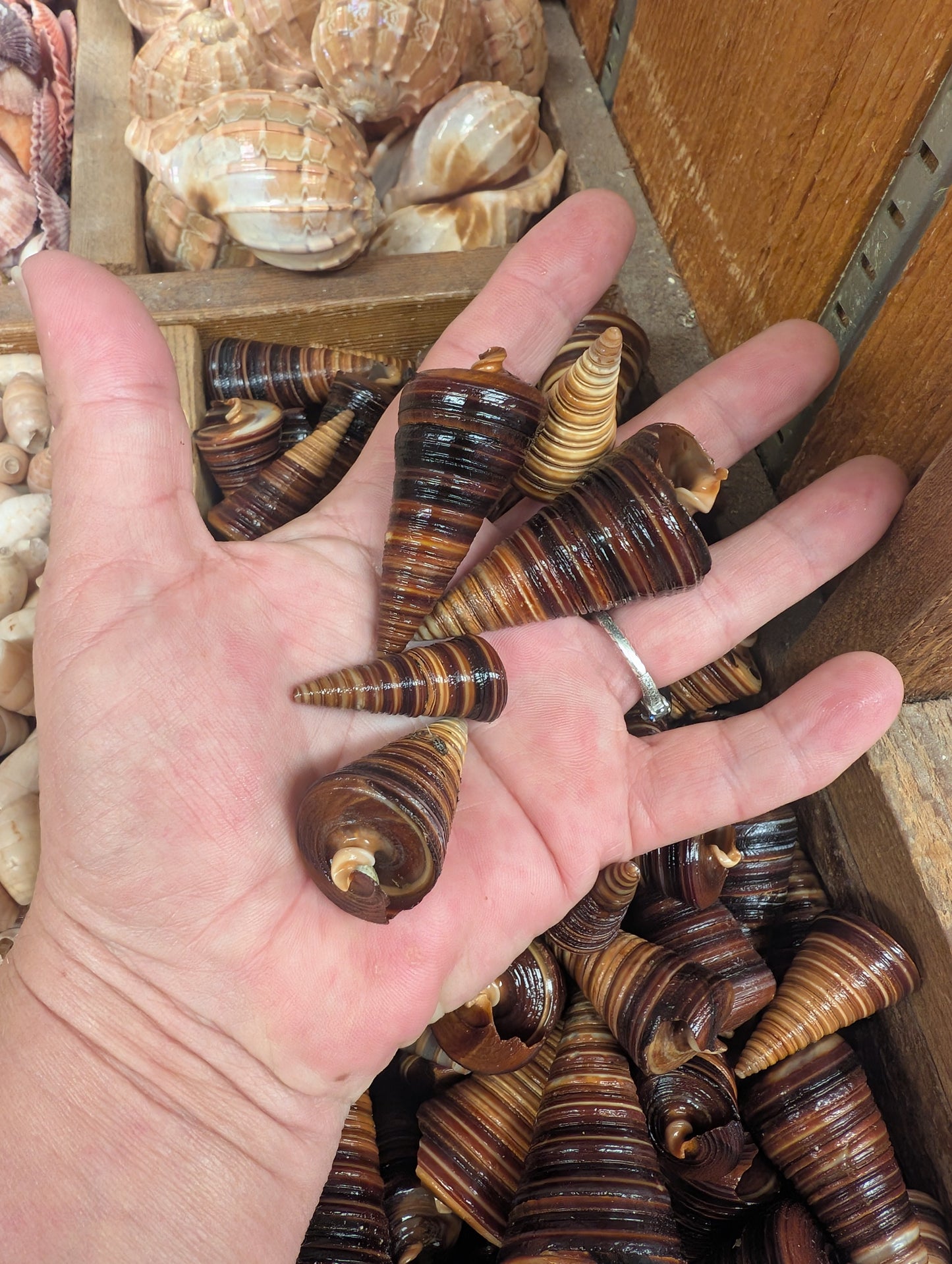 Telescopic Brown Cone Shell (Telescopium telescopium)