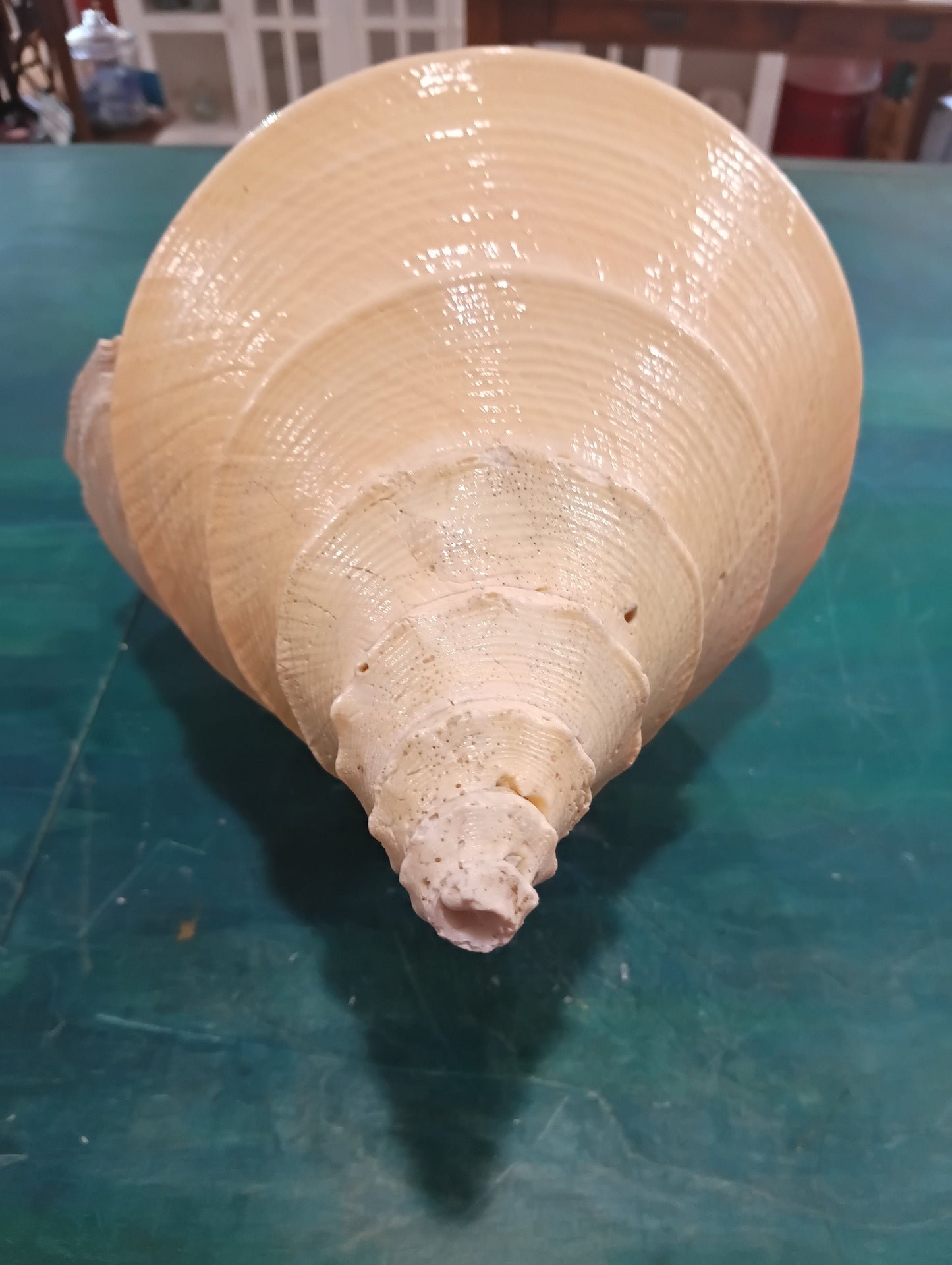 Large Australian Trumpet Shell – Syrinx aruanus – 21" Rare Natural Display Specimen