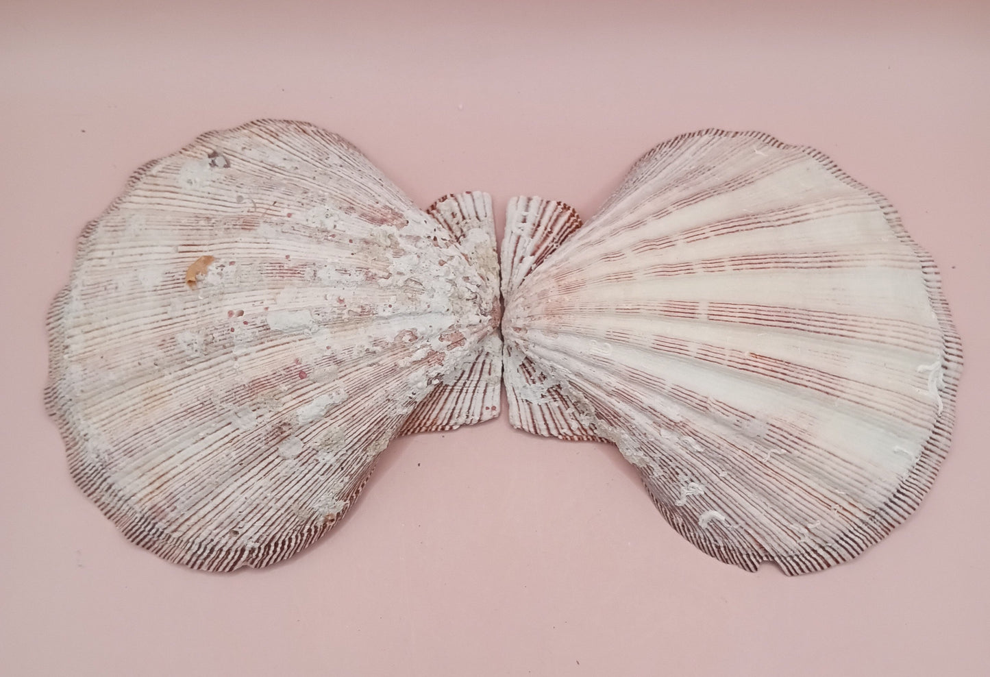 Natural Lion's Paw Seashell Pair – 5.0" x 5.2" – Coastal Display Accent