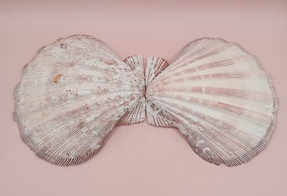 Natural Lion's Paw Seashell Pair – 5.0" x 5.2" – Coastal Display Accent