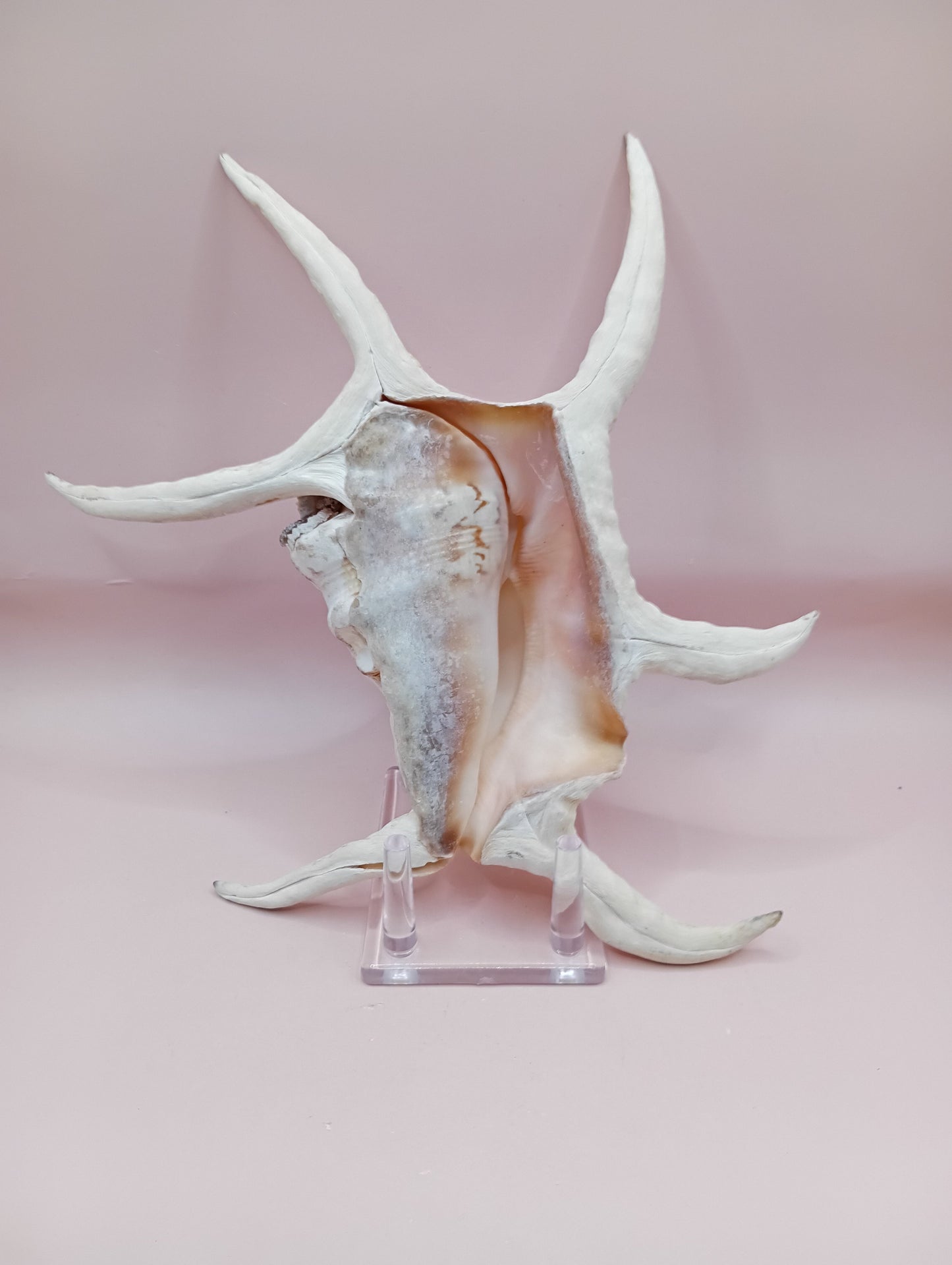 Lambis Chiragra Harpago Spider Conch Shell 9" | Coastal Display Specimen