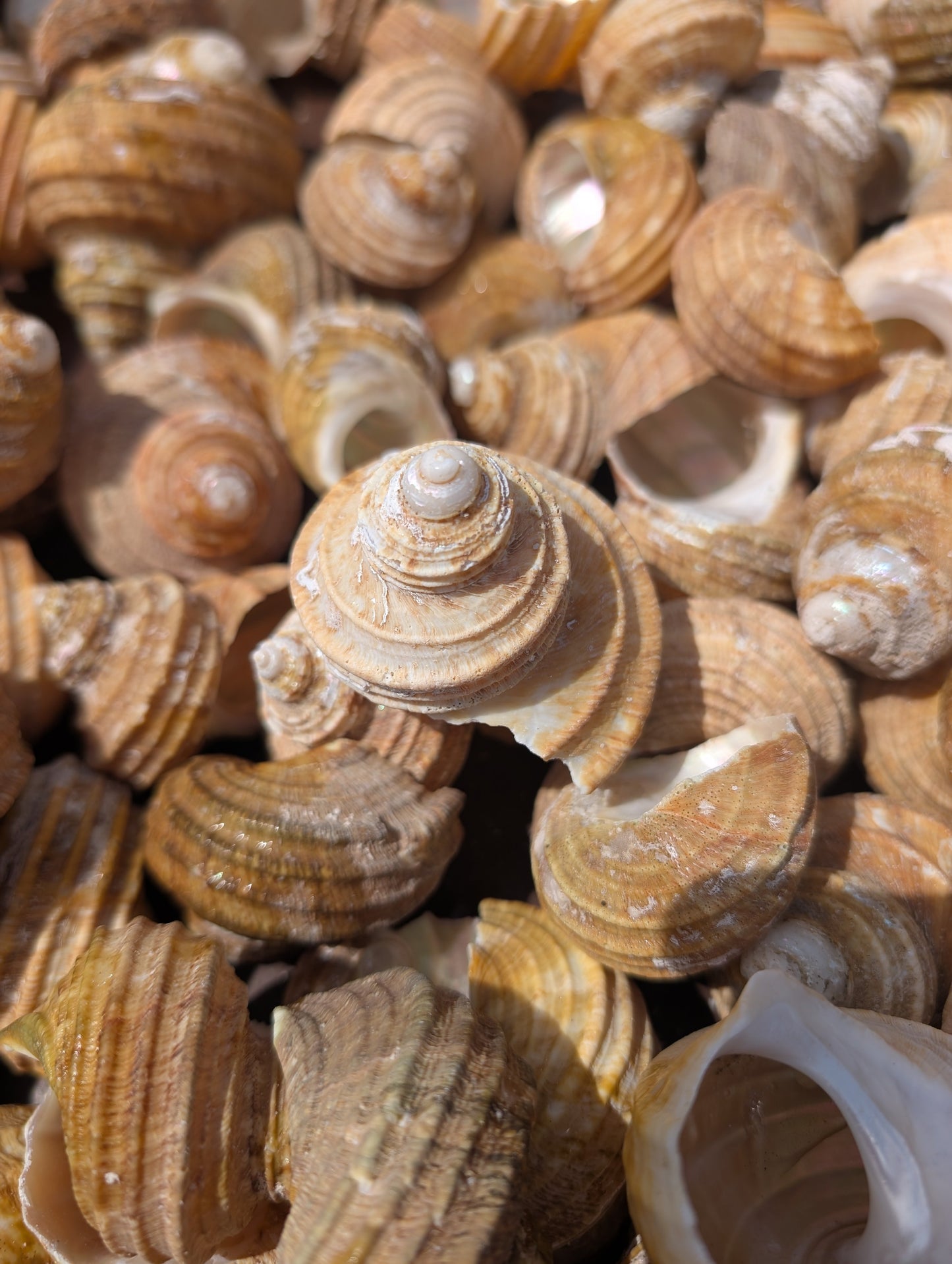 Natural Ribbed Turbo Shell