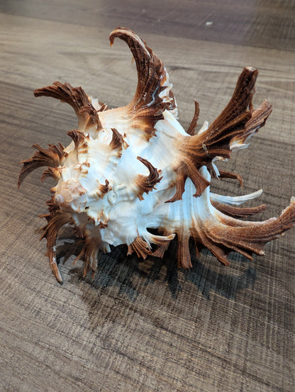 Black Murex Endive Long Spines - Murex endivia