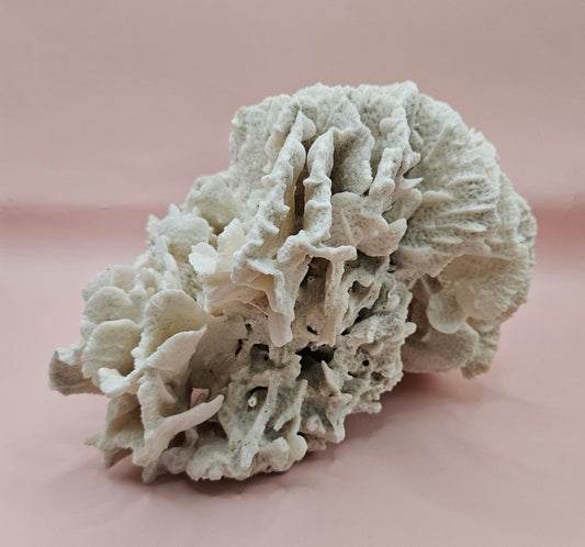 Vintage Rugosa Coral Fossil Decor – Natural White Coral 8"