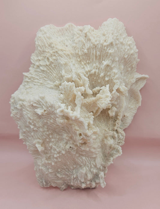 Vintage Merulina Coral Specimen – Ruffled White Reef Form