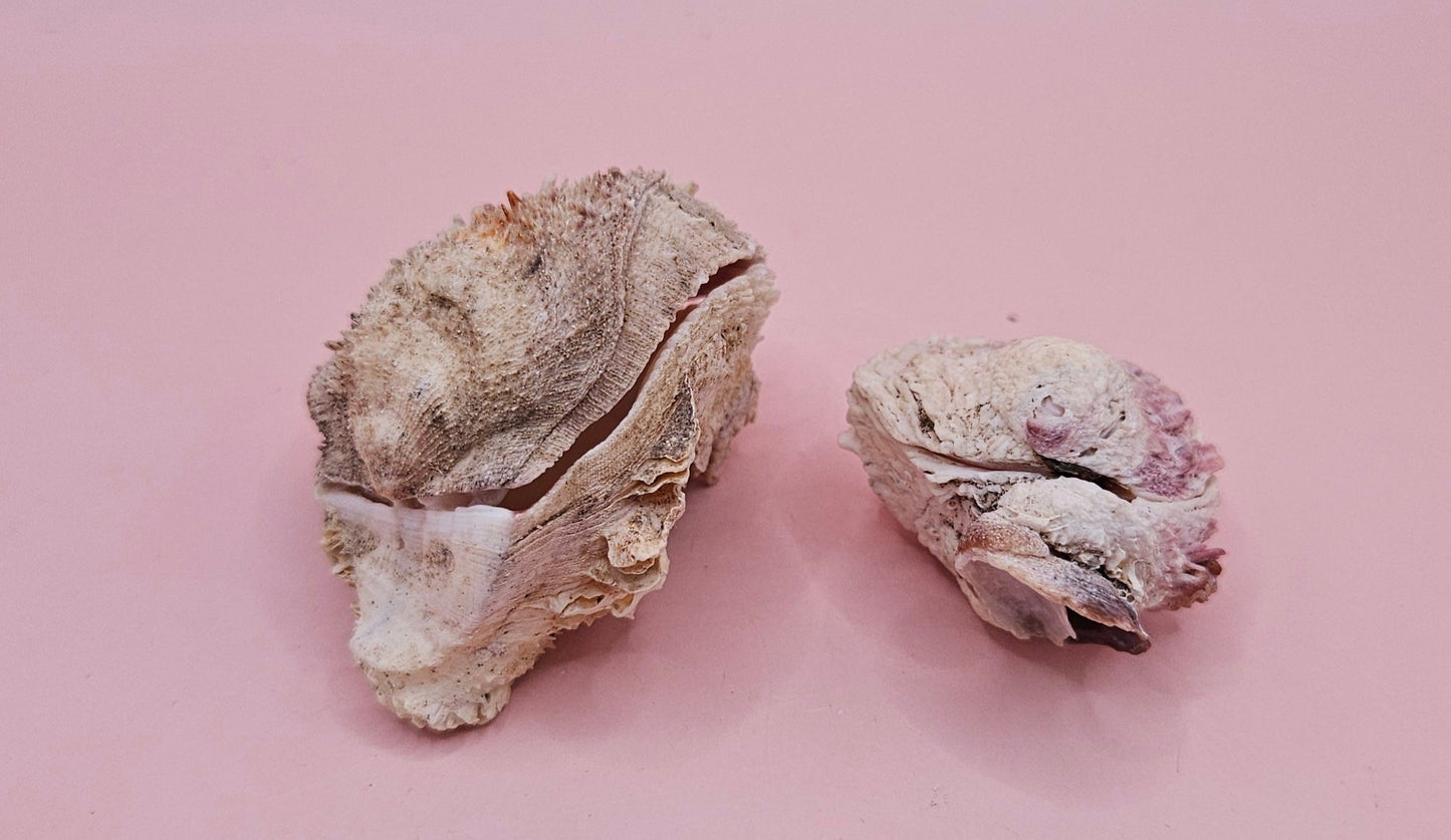 Specimen Spondylus Set with Documentation – Vintage 1965 Thorny Oyster Shells from Double Island, QLD