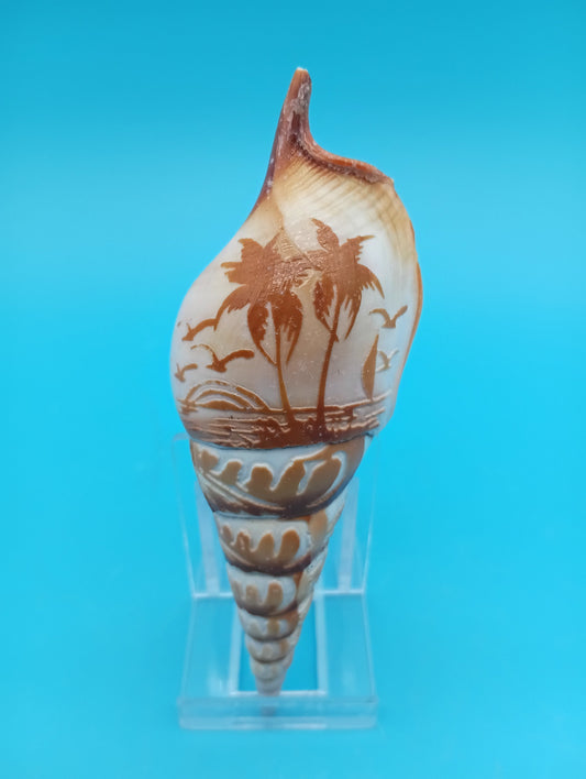 Carved Tibia Shell with Palm Tree Scene – 4.4"