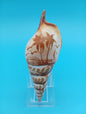 Carved Tibia Shell with Palm Tree Scene – 4.4"