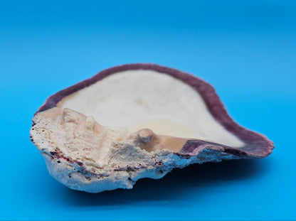 Deformed Giant Rock Scallop | Mutant Freak Coastal Display Shell 5.9" (Crassadoma gigantea)