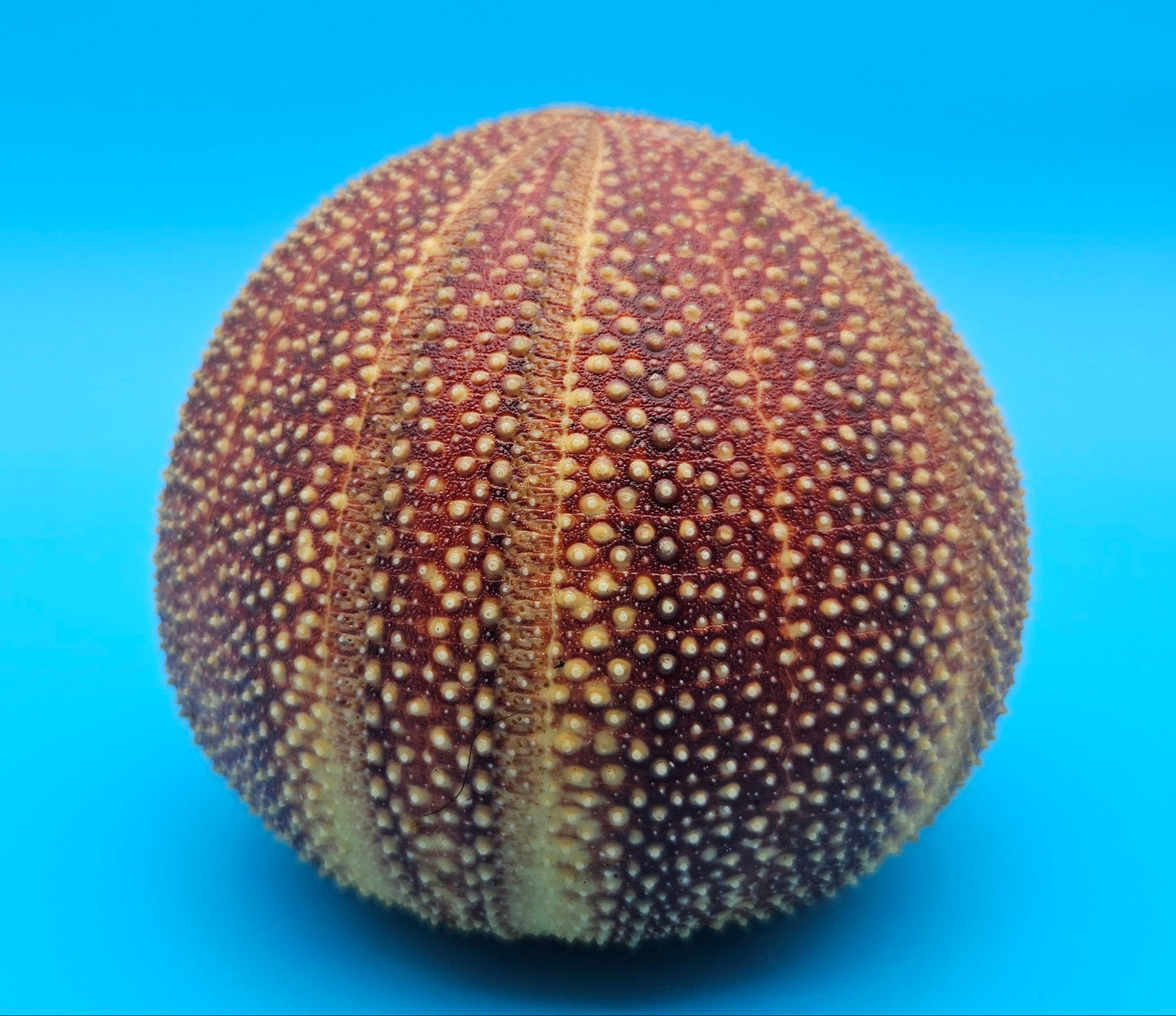 English Urchin Shell 4.8" Echinus esculentus Round Display with Bold Red Texture