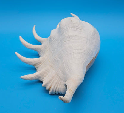 Extra Large Mutant Lambis Truncata Display Shell – Premium Coastal Home Decor Specimen (Lambis truncata)