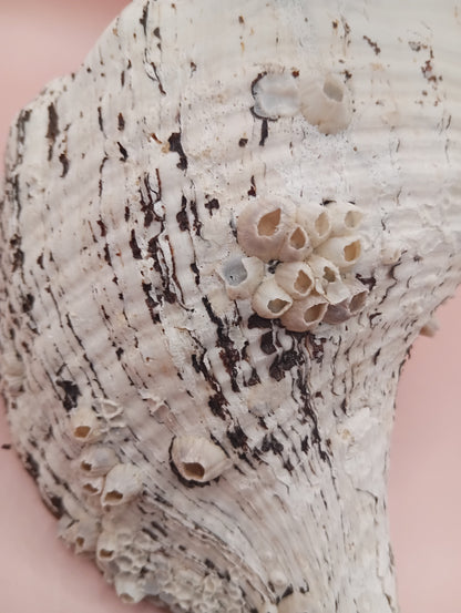11.5" Horse Conch Shell with Barnacle Growth & Periostracum – Fasciolaria gigante