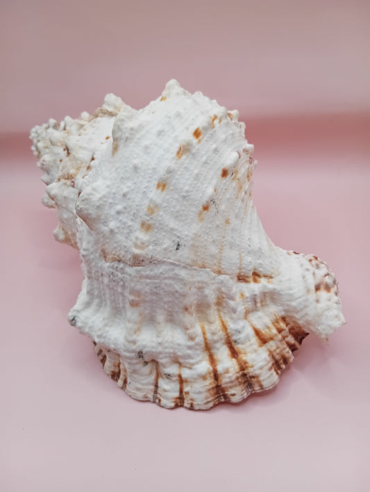 Large Frog Conch Shell 9.75 Bursa Bulba Tutufa bubo