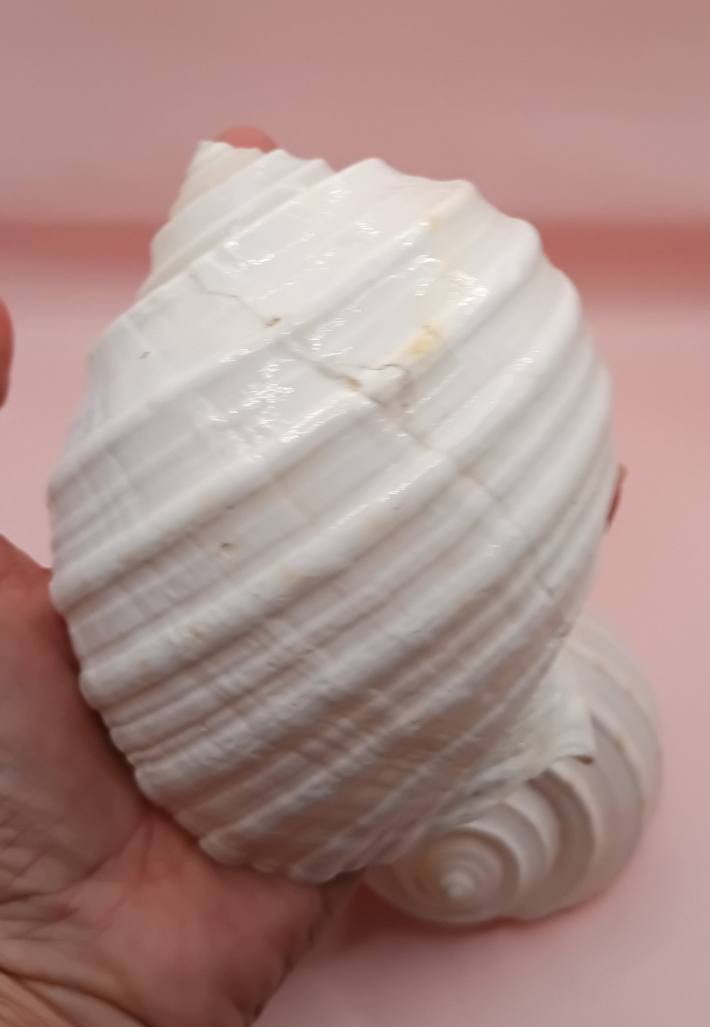 4–5 inch White Tun Shell – Tonna tessellata Natural Sea Shell for Coastal Decor or Crafting