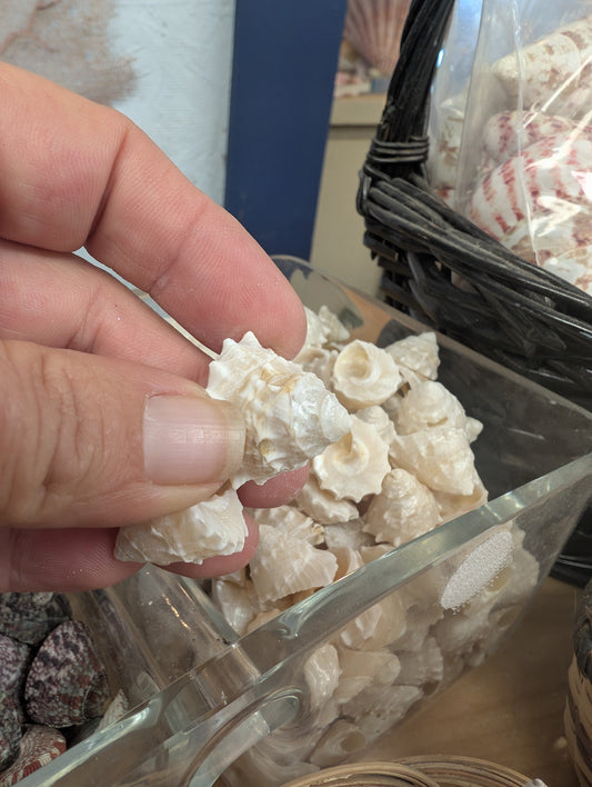 Pearl Trochus Rosemouth Star - Astralium rhodostomum