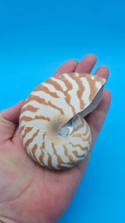 Chambered Tiger Nautilus Shell – Striking Natural Ocean Decor 3" (Nautilus pompilius)