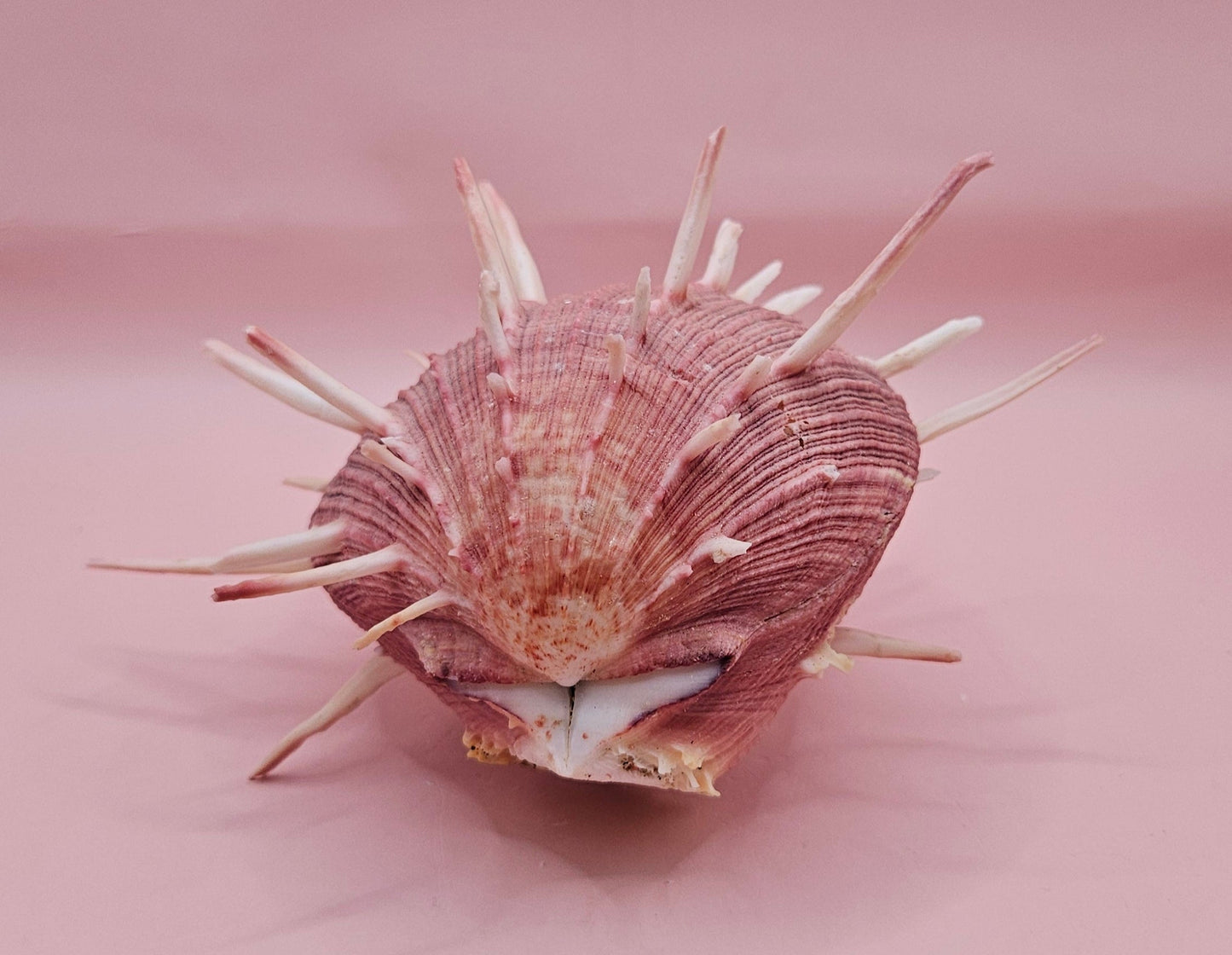 Spiny Spondylus Regius Display Shell | Mauve Pink Thorny Oyster Shell Decor