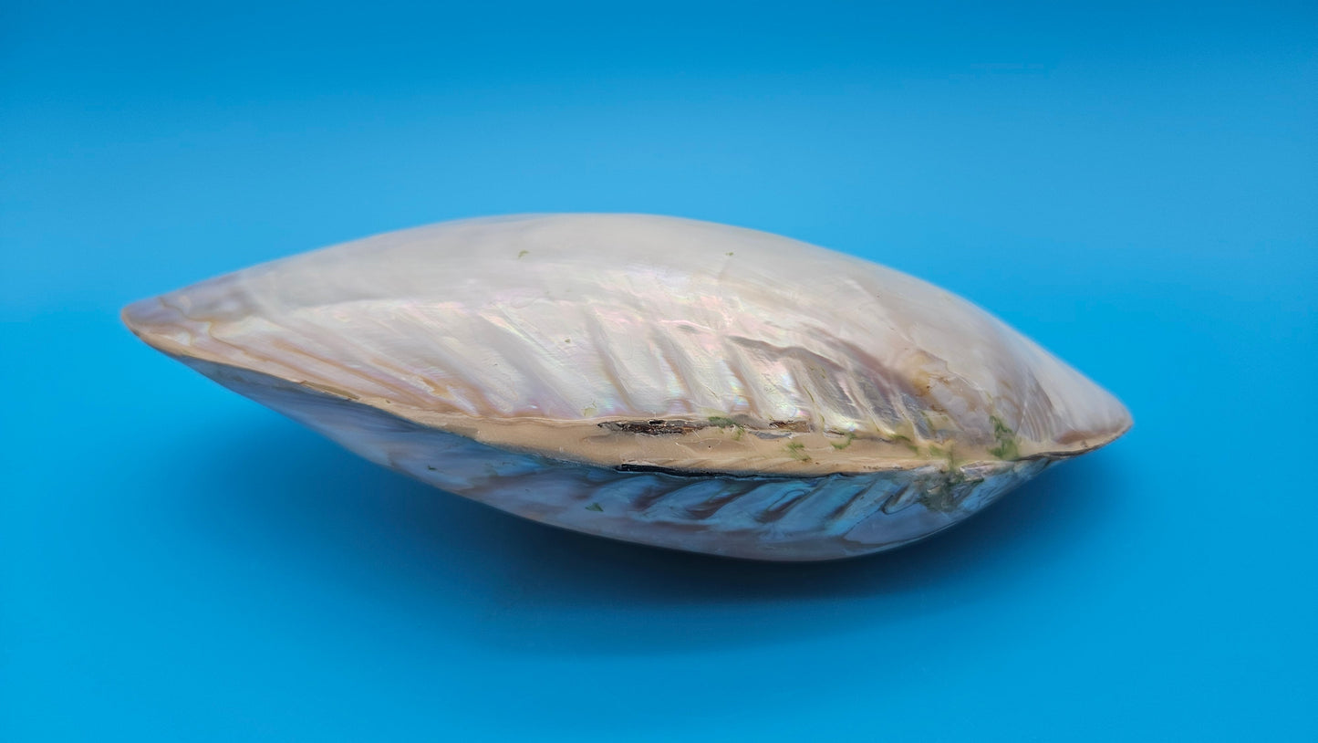 Rainbow Cebu Clam Shell Fused Display 9.75" Polished Iridescent Pastel Pearl White