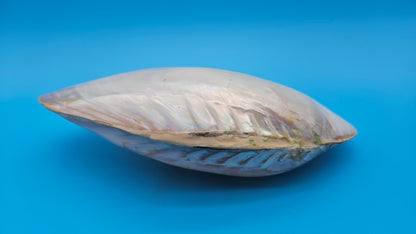 Rainbow Cebu Clam Shell Fused Display 9.75" Polished Iridescent Pastel Pearl White