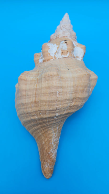 Rare Apricot Horse Conch Display Shell – Premium Coastal Home Decor Specimen 11" (Triplofusus giganteus)