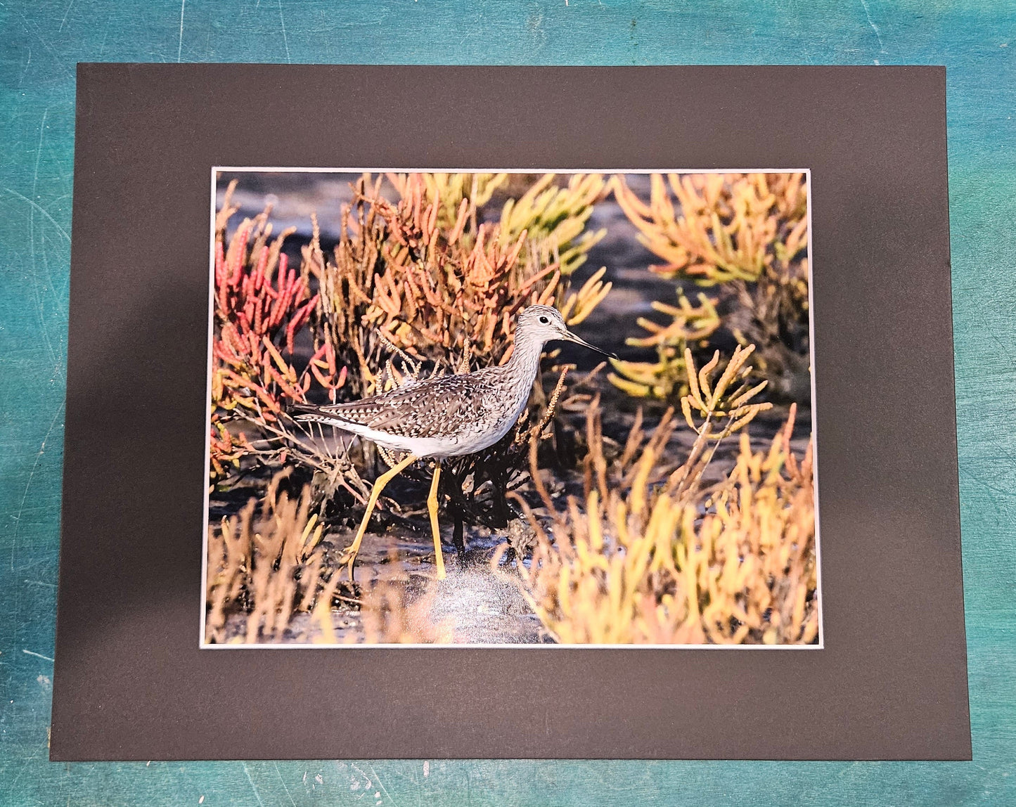 Shorebird Among Seaweed Coastal Print – 14x11 Wildlife Photography by Cheryl Kiser