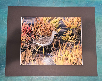 Shorebird Among Seaweed Coastal Print – 14x11 Wildlife Photography by Cheryl Kiser