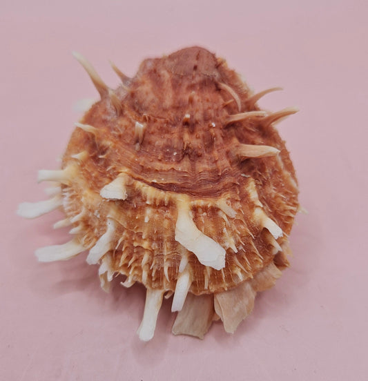 Hinged Spondylus Shell – 3" Bivalve Display with Spiny Texture