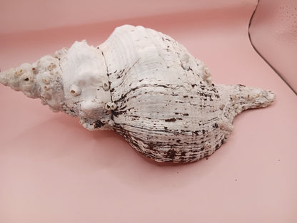 11.5" Horse Conch Shell with Barnacle Growth & Periostracum – Fasciolaria gigante