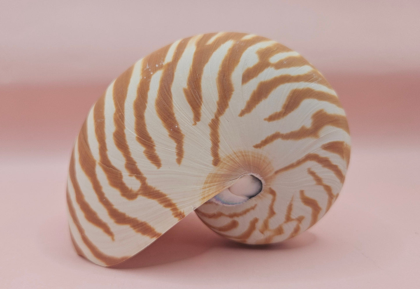 Tiger Nautilus Shell – Striking Natural Ocean Decor 4"