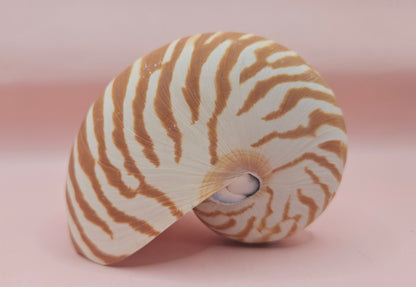 Tiger Nautilus Shell – Striking Natural Ocean Decor 4"