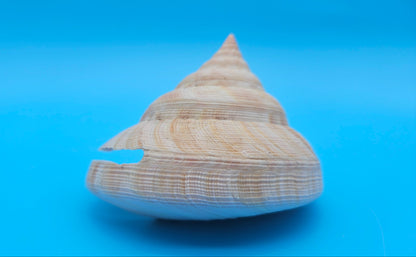 Rare Pleurotomaria hirasei Deep Sea Display Shell with Operculum – 3.8" Nautical Home Decor