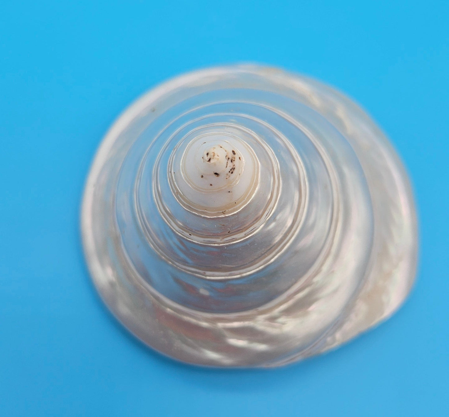 Pearled Trochus Niloticus Shell 4" Polished Spiral Display Shell with Iridescent Finish
