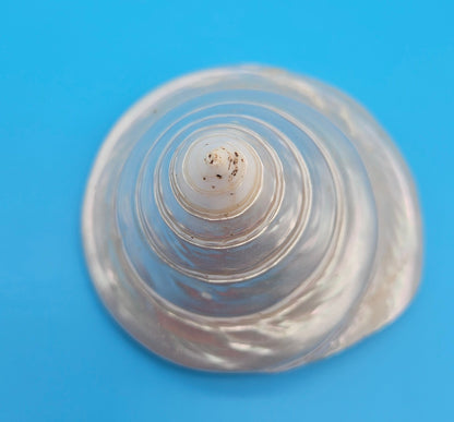 Pearled Trochus Niloticus Shell 4" Polished Spiral Display Shell with Iridescent Finish