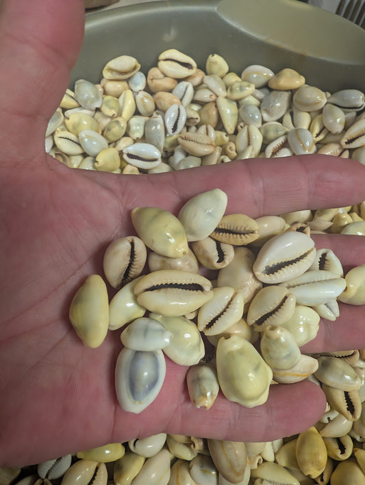 Mixed Cowrie Shells