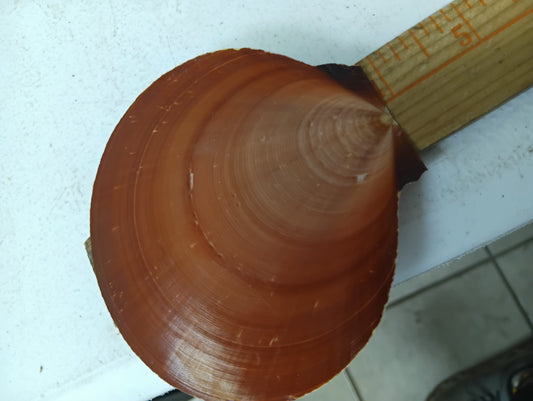 Red Asian Sun Moon Scallops