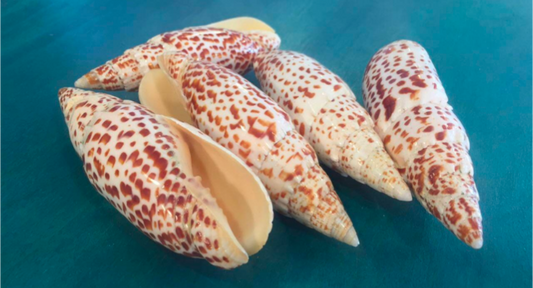 Polished Papal Miter - Mitra papilis