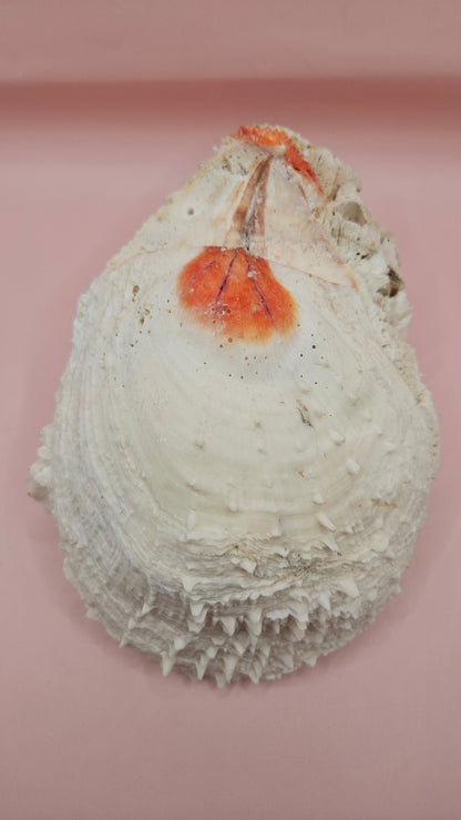 Large Spiny Spondylus Shell 8" Coastal Decor Display