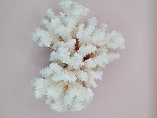 Vintage White Brownstem Coral – Natural Textured Branch Form (7.5"x5"x4.5")