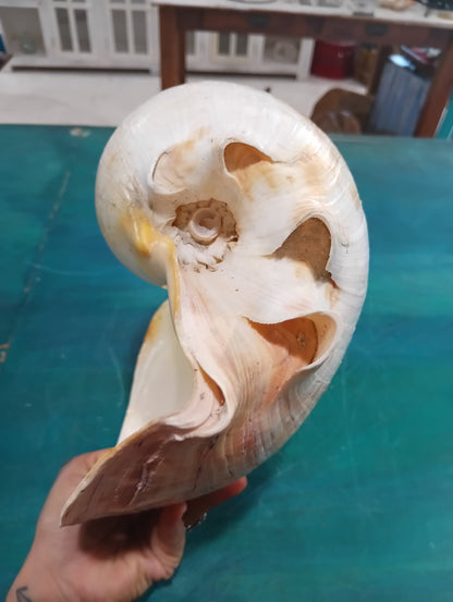 Large Umbilicate Shell Natural 14.5"x9"x5.5" – Coastal Display Accent
