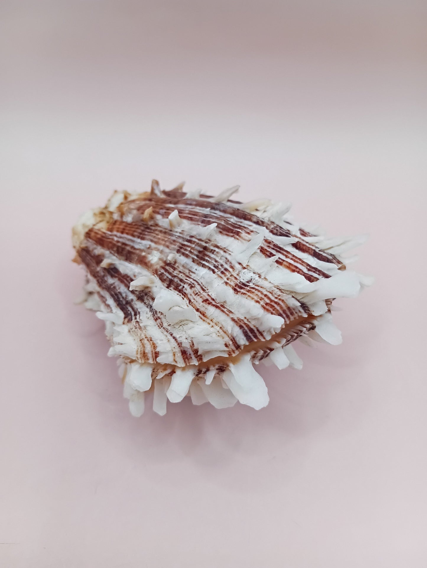 Natural Hinged Spondylus Shell – 2.8" x 2.2" – Spiny Display Shell