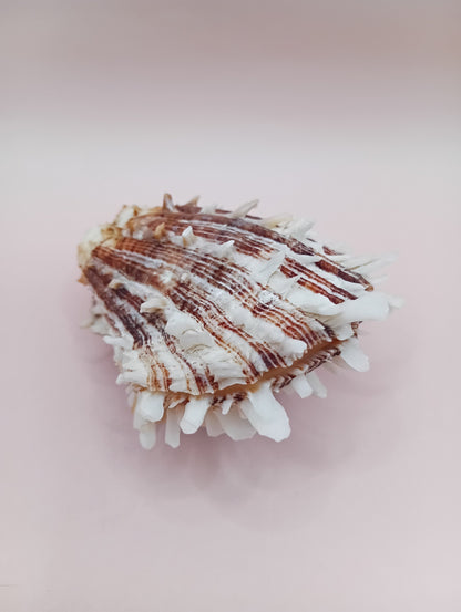 Natural Hinged Spondylus Shell – 2.8" x 2.2" – Spiny Display Shell