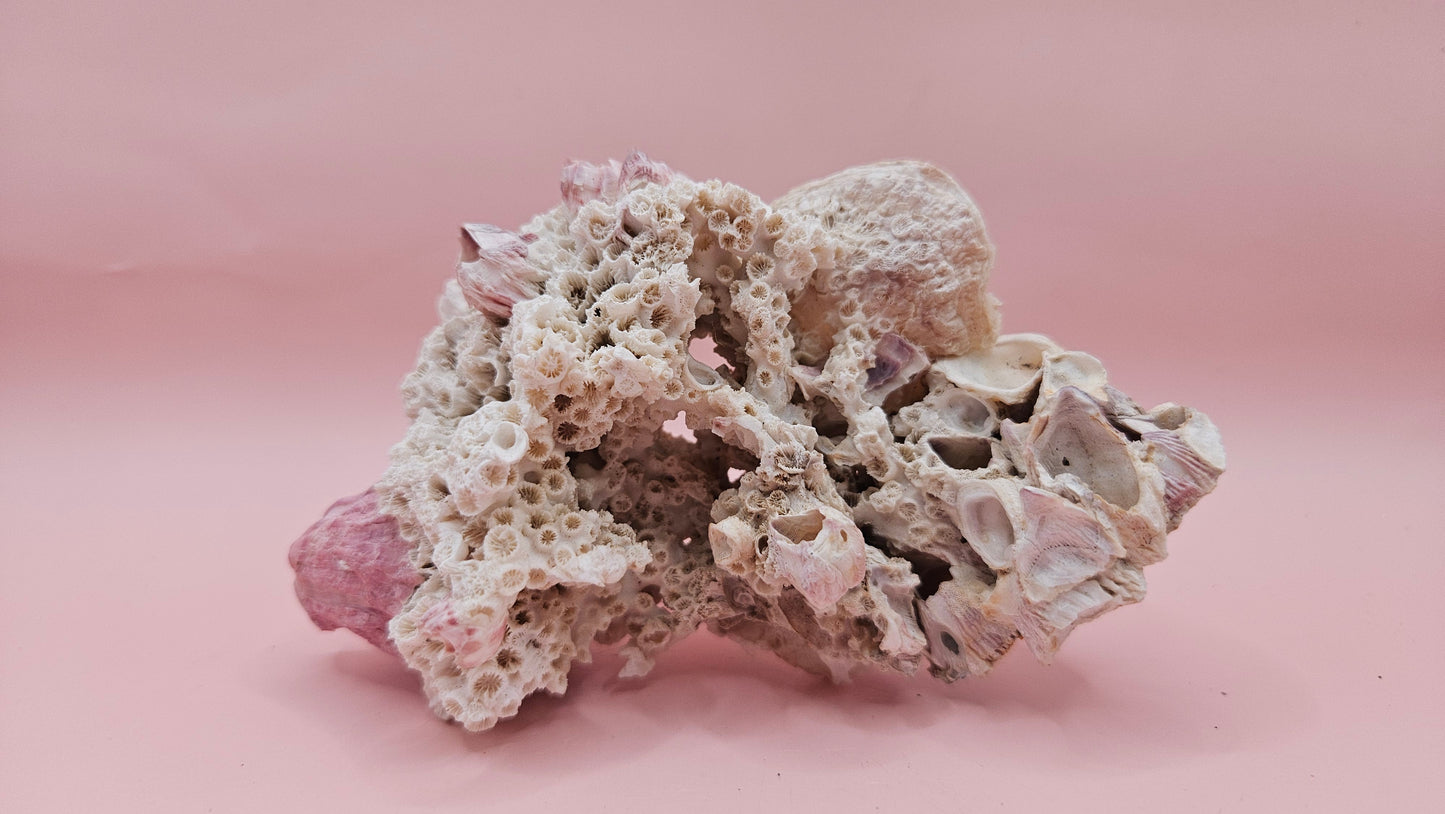 Ivory Bush Coral Mixed with Gulf of Mexico Barnacle  – Oculina Varicosa (4.7")