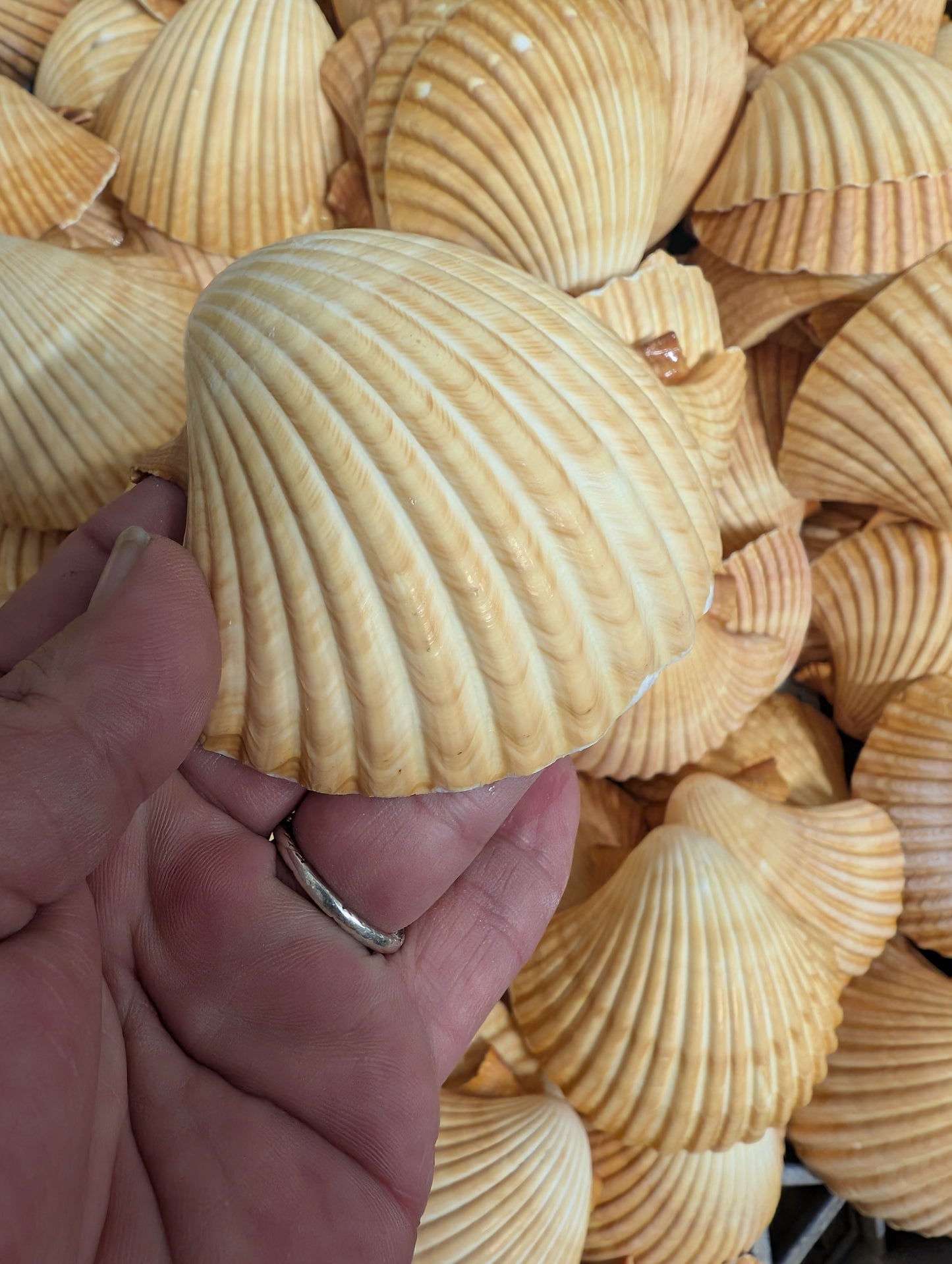 Edged Mexican Deep Cup Scallop Shells