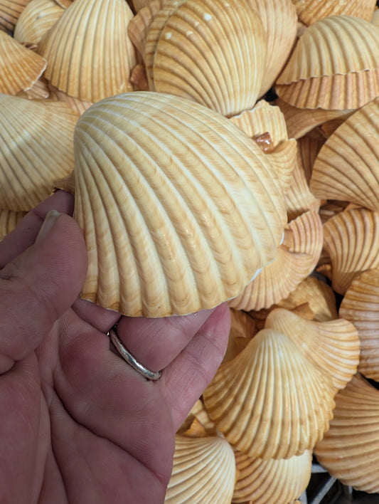 Edged Mexican Deep Cup Scallop Shells