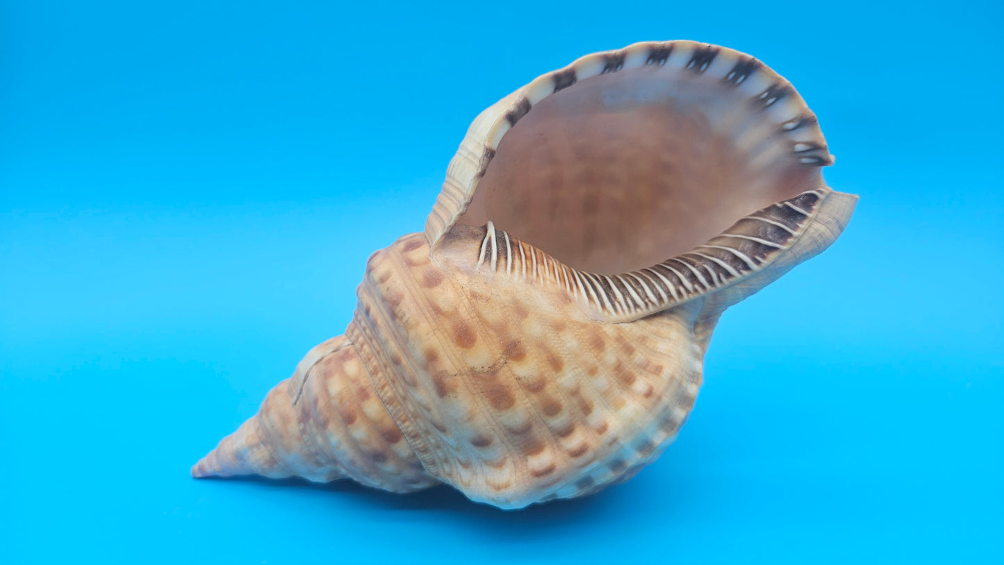 Blonde Golden Triton Shell – 9.75" Coastal Display Piece (CHARONIA VARIEGATA)
