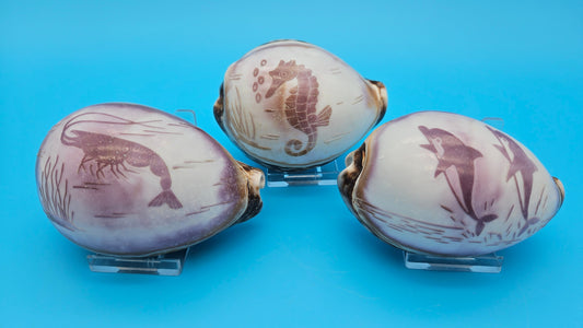 Carved Cowrie Shell Display 3.5" – Dolphin, Seahorse, or Shrimp Design Options