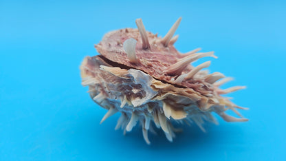 Spiny Spondylus Shell Pair 3.2" – Pink Textured Coastal Display Shell